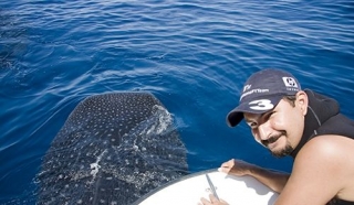 tiburón ballena